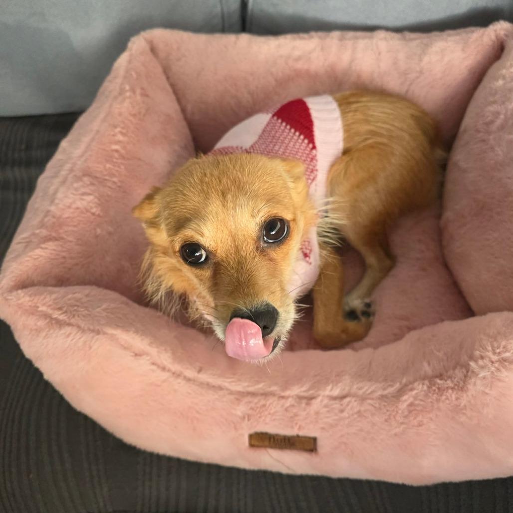 Pixie Dust Smg thumbnail 5