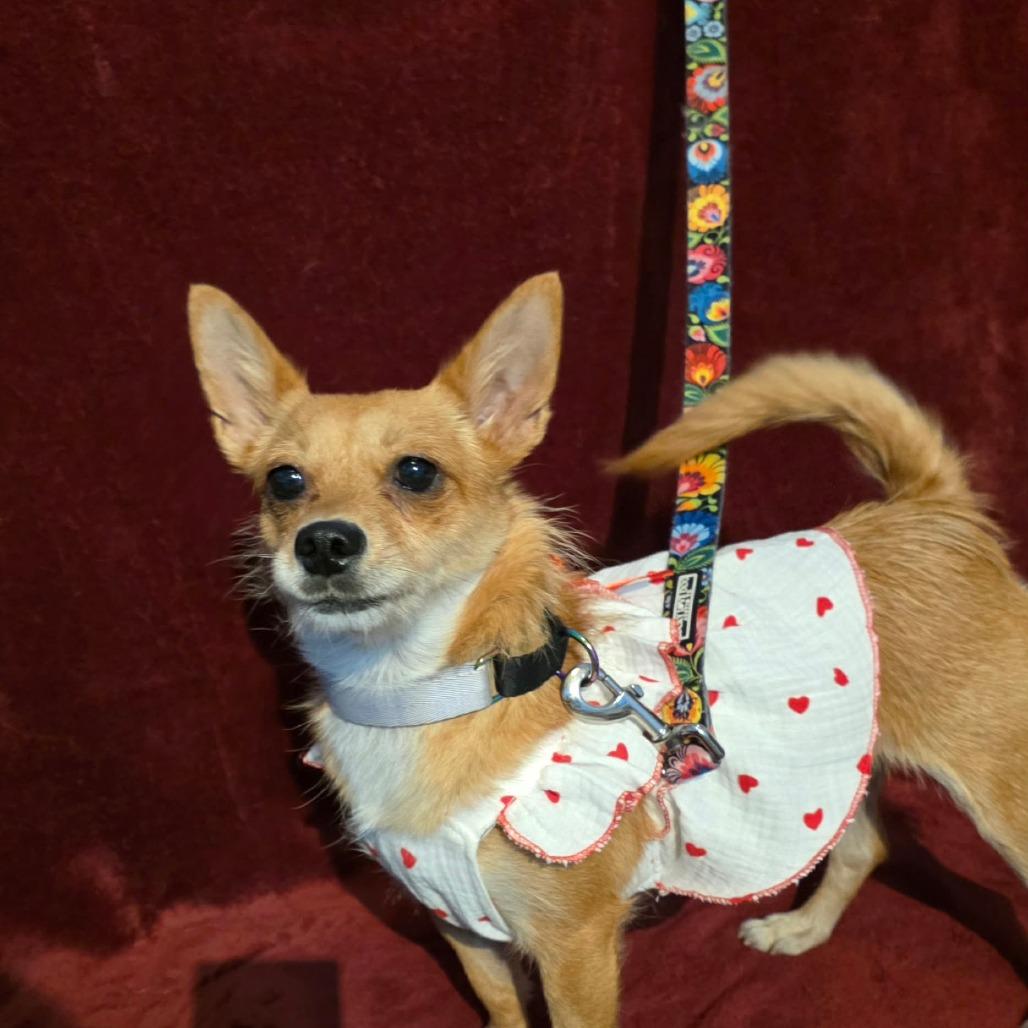 Pixie Dust Smg thumbnail 6