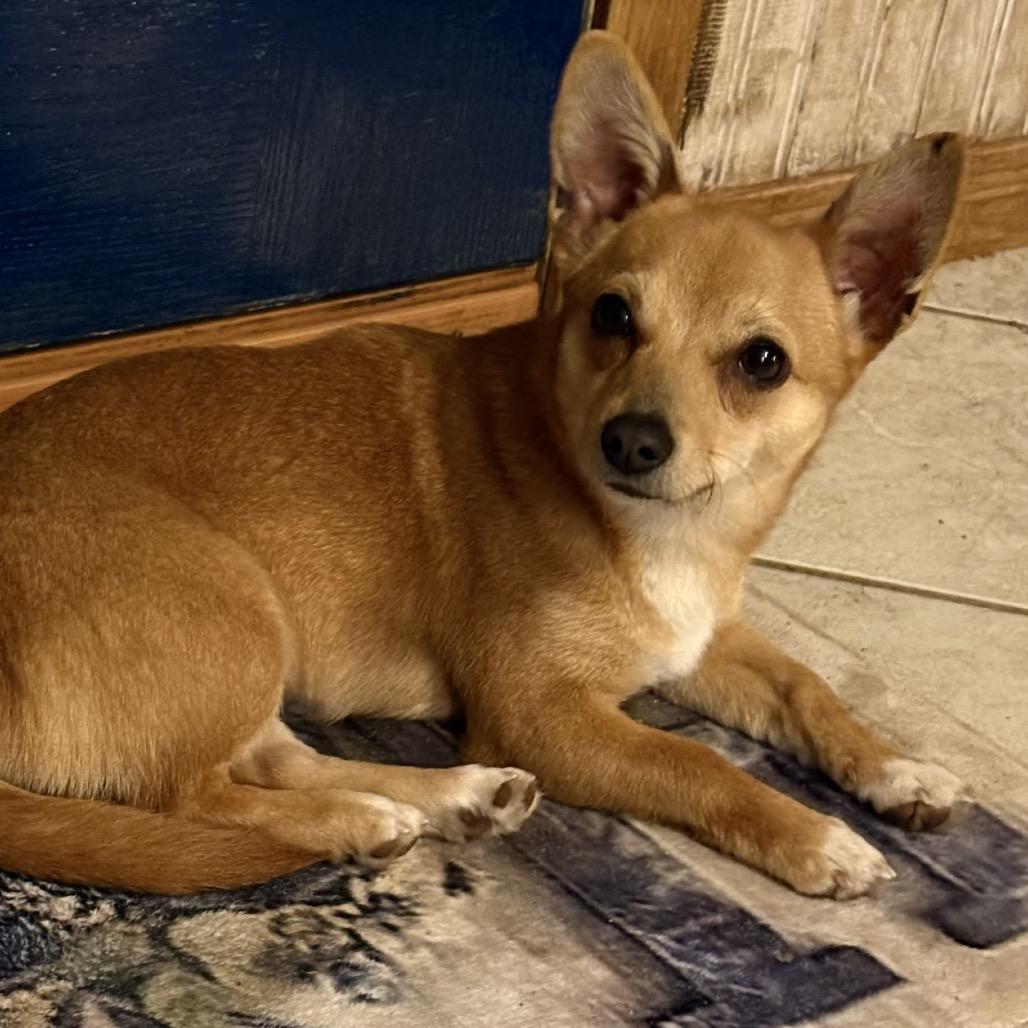 Willow, Adoptable, Young Female Chihuahua & Mixed Breed.