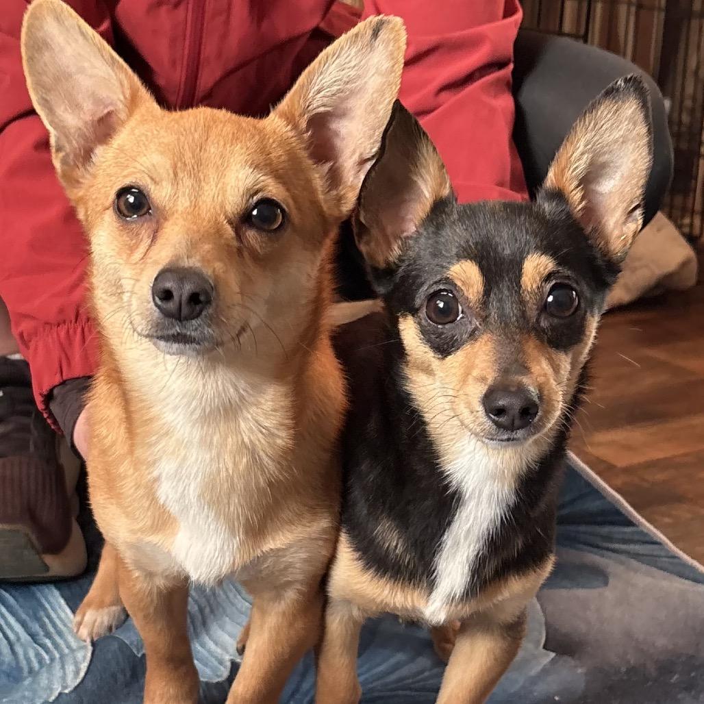 Enlarge Willow, a Adoptable mixed breed in Little Rock, AR image 2/5