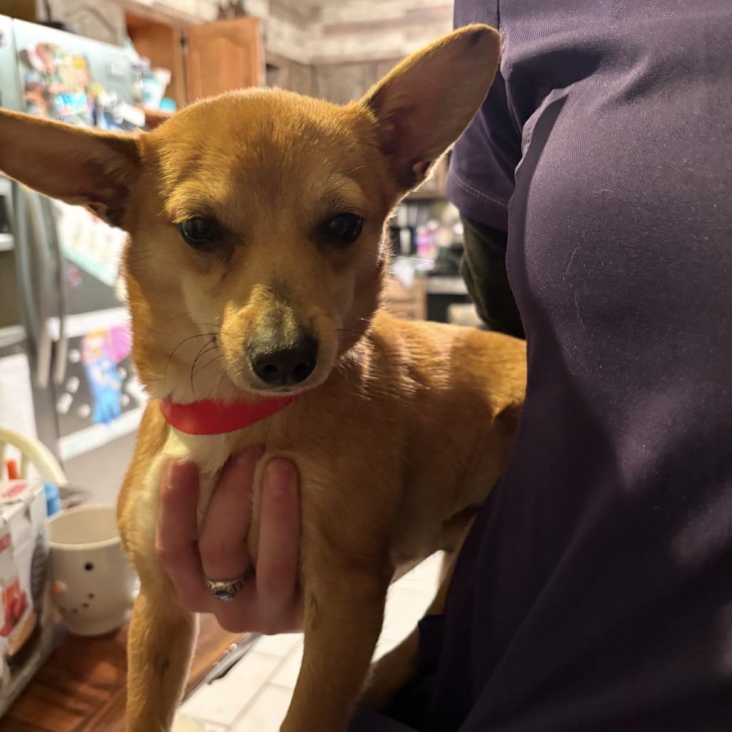 Enlarge Willow, a Adoptable mixed breed in Little Rock, AR image 3/5