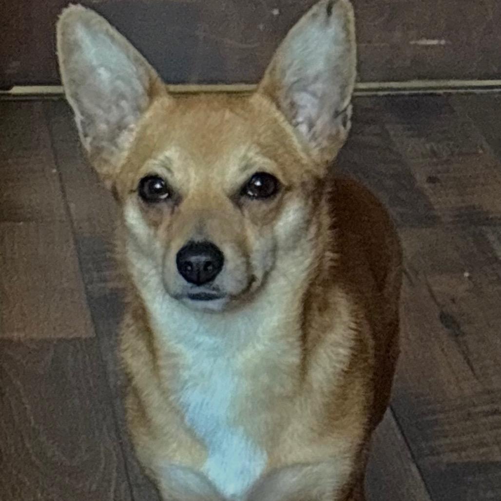 Enlarge Willow, a Adoptable mixed breed in Little Rock, AR image 4/5