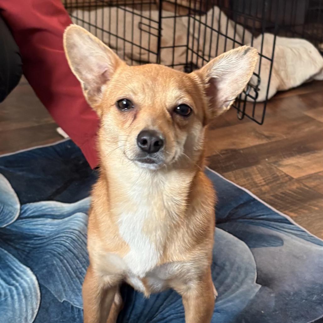 Enlarge Willow, a Adoptable mixed breed in Little Rock, AR image 5/5