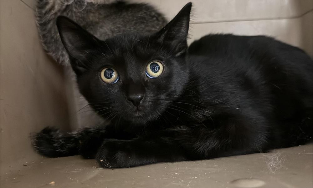 Tabasco, Adoptable, Kitten Male Domestic Short Hair.