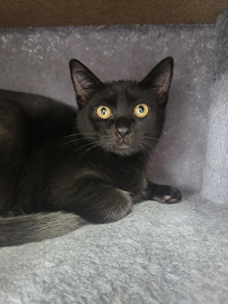 Enlarge Tabasco, a Adoptable Domestic Short Hair in Salmon, ID image 1/1