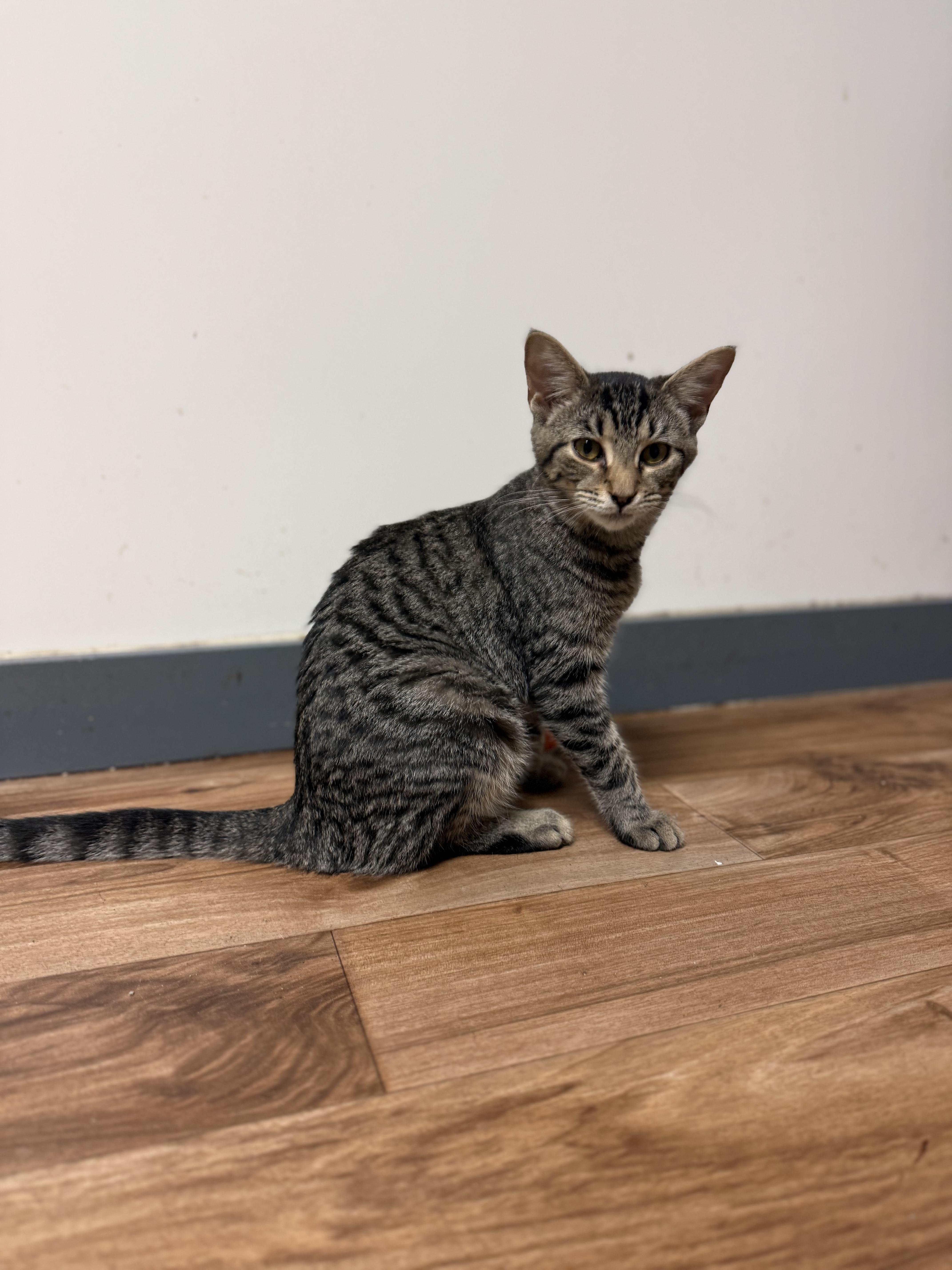 Enlarge Tigger, a Adoptable Domestic Short Hair in Varnville, SC image 2/4