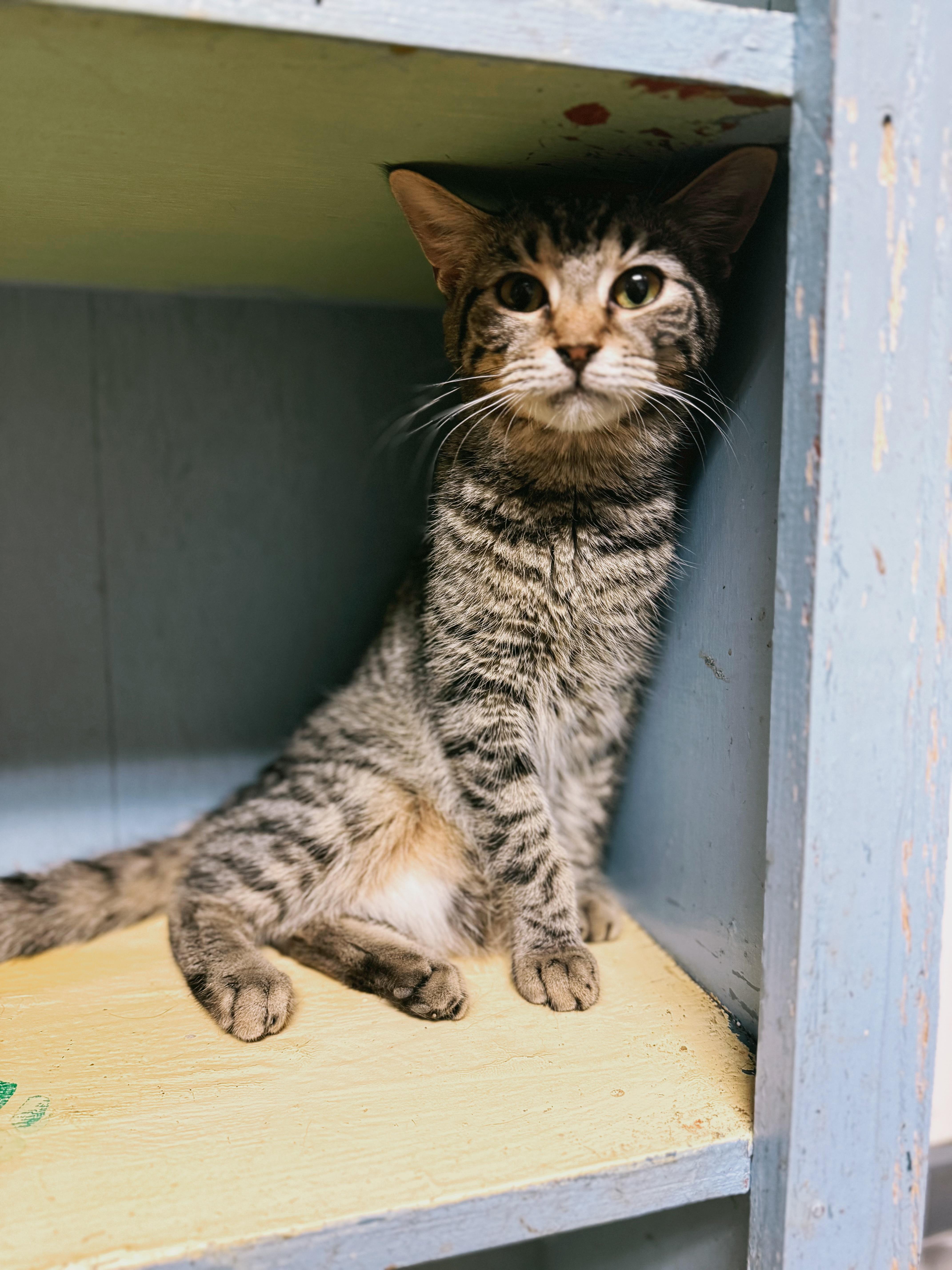 Enlarge Tigger, a Adoptable Domestic Short Hair in Varnville, SC image 3/4