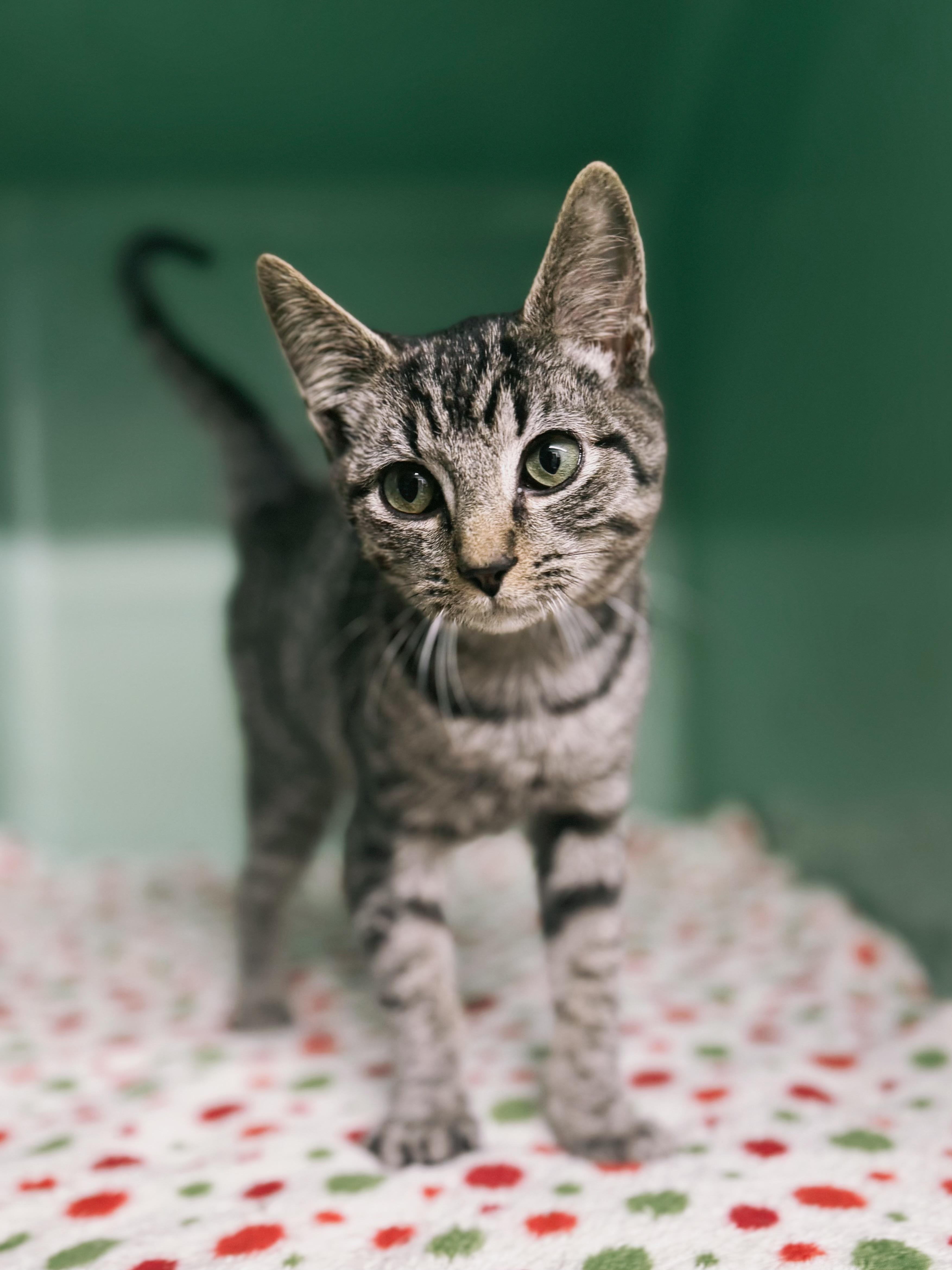 Tigger, Adoptable, Young Female Domestic Short Hair.