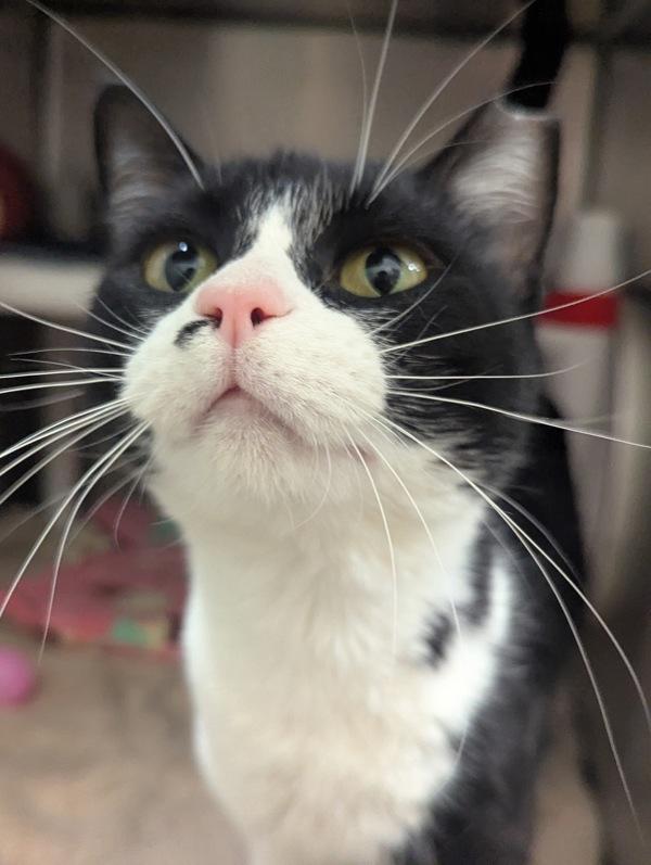 Enlarge Mika, a Adoptable mixed breed in Santa Rosa, CA image 1/3