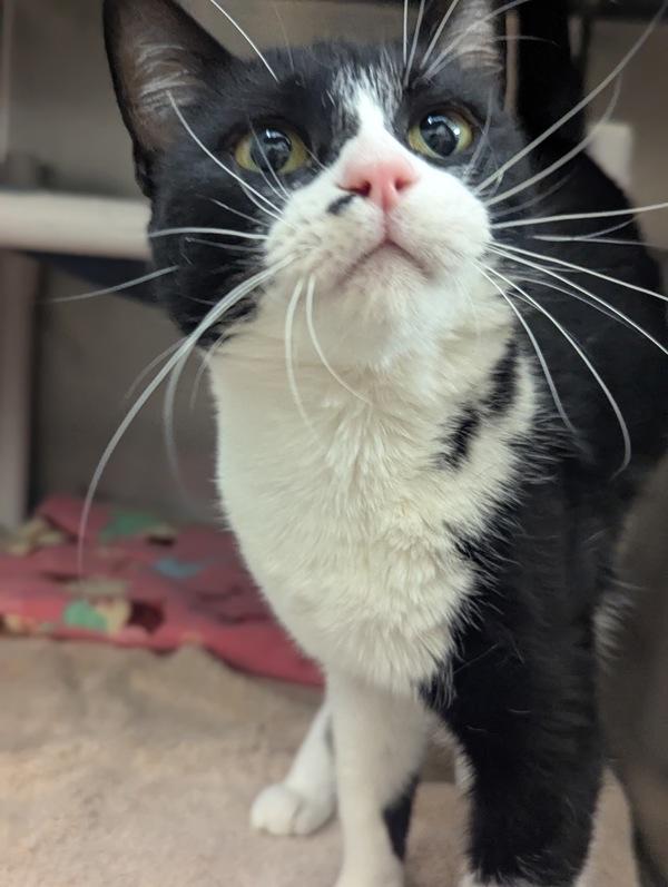 Enlarge Mika, a Adoptable mixed breed in Santa Rosa, CA image 2/3