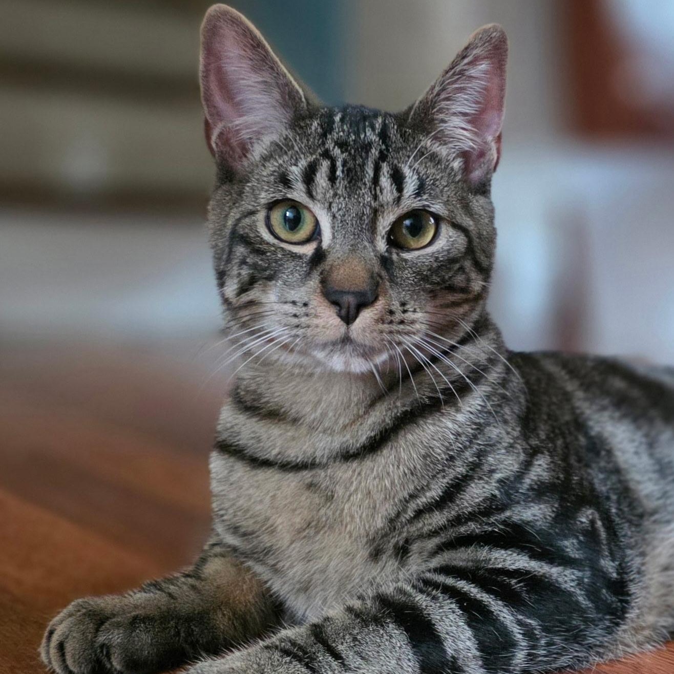 Enlarge Anchovy, a ADOPTABLE Domestic Short Hair in Norwalk, CT image 1/6