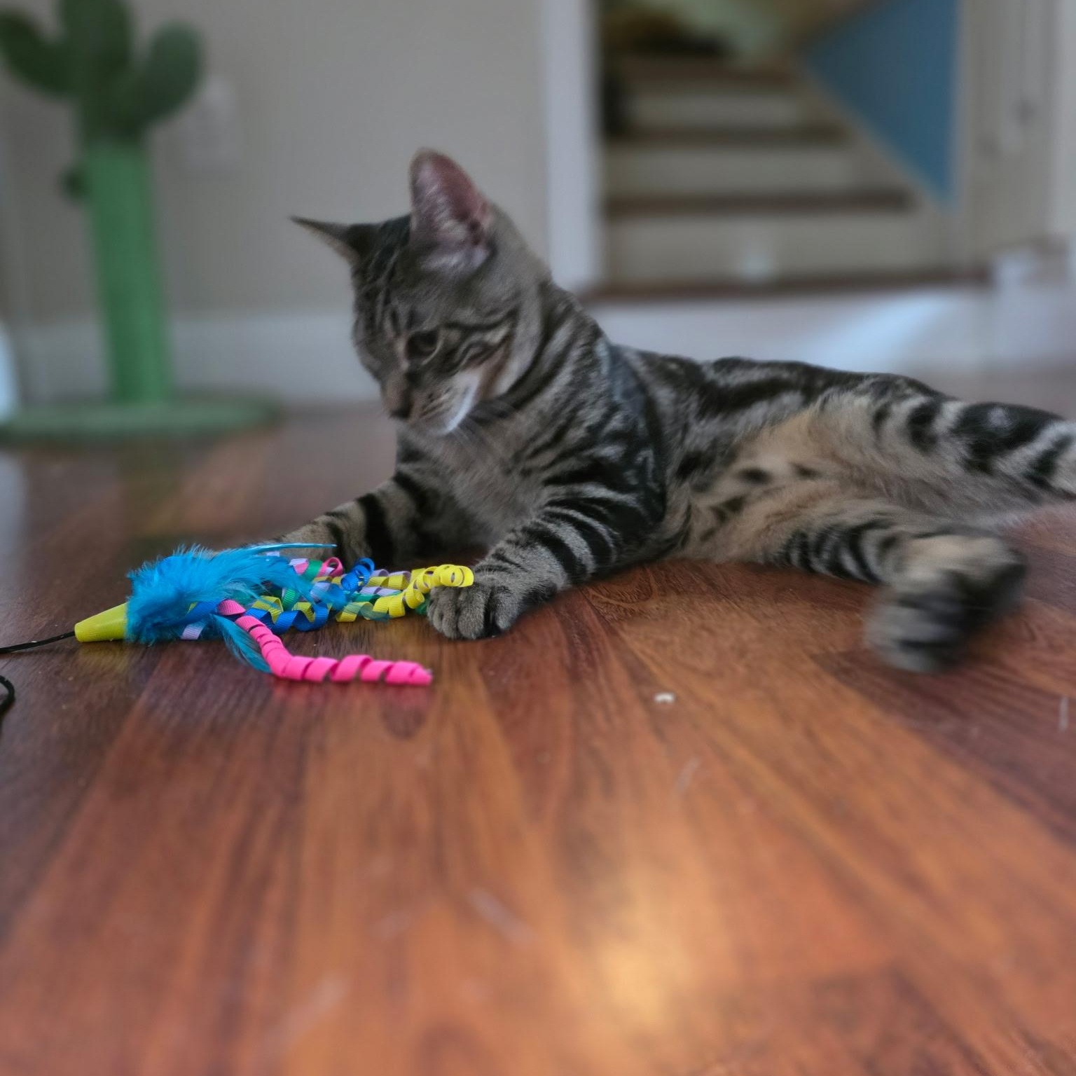 Enlarge Anchovy, a ADOPTABLE Domestic Short Hair in Norwalk, CT image 4/6