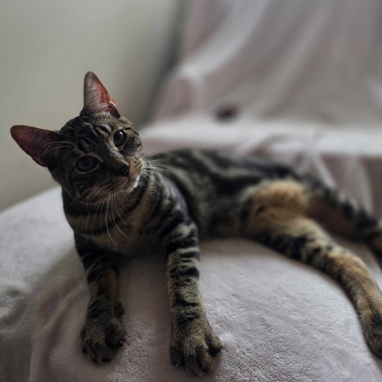 Enlarge Anchovy, a ADOPTABLE Domestic Short Hair in Norwalk, CT image 3/6