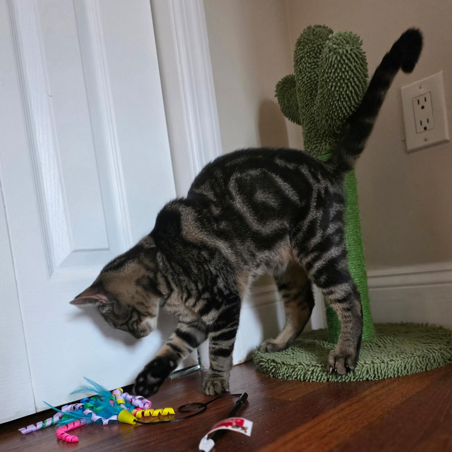 Enlarge Anchovy, a ADOPTABLE Domestic Short Hair in Norwalk, CT image 6/6