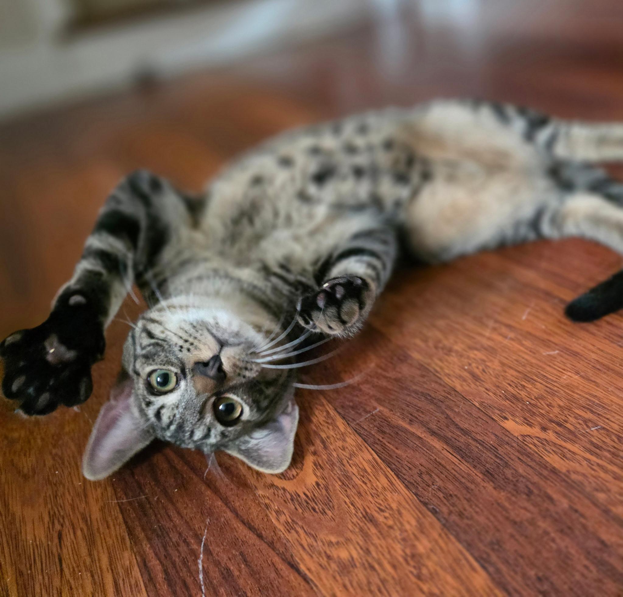 Enlarge Anchovy, a ADOPTABLE Domestic Short Hair in Norwalk, CT image 2/6