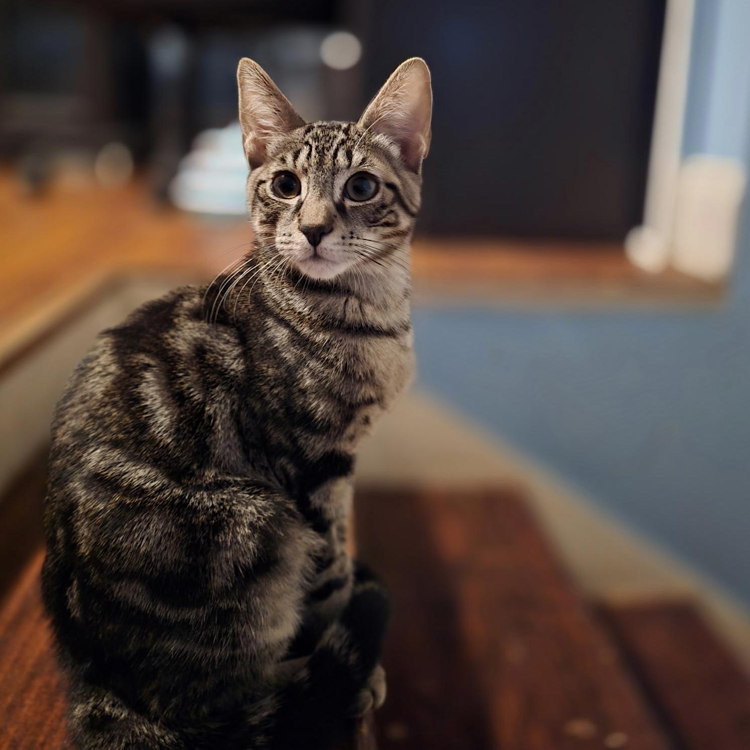 Enlarge Anchovy, a ADOPTABLE Domestic Short Hair in Norwalk, CT image 1/1