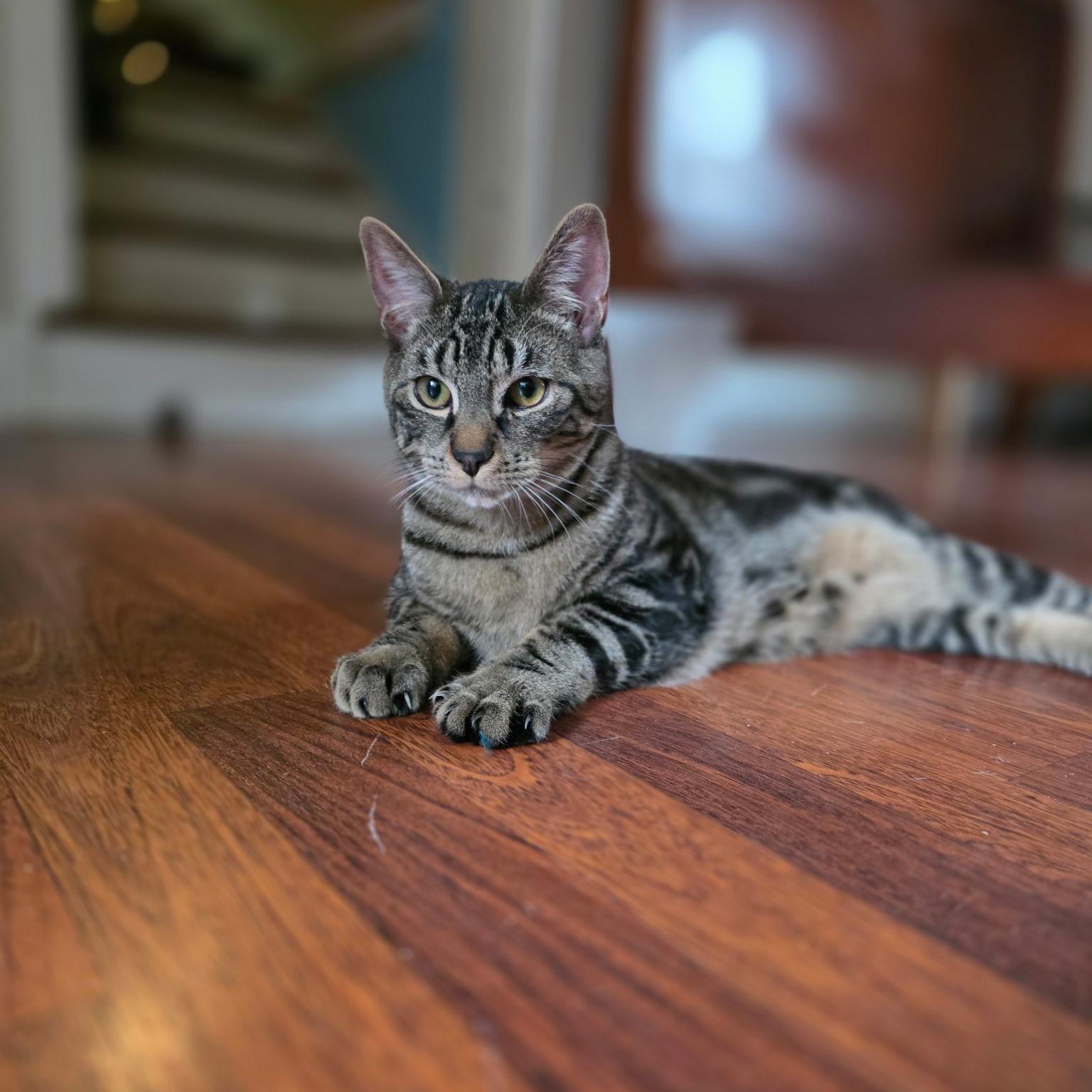 Enlarge Anchovy, a ADOPTABLE Domestic Short Hair in Norwalk, CT image 5/6