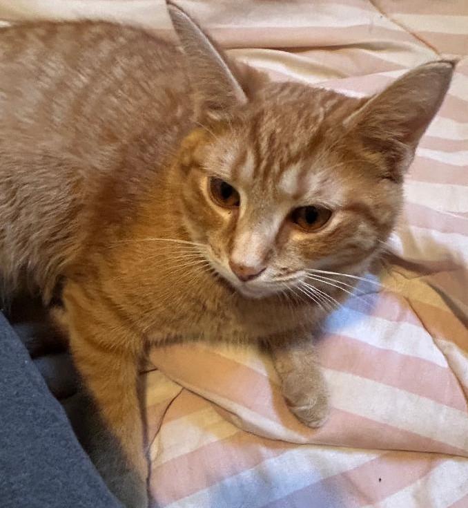 Enlarge Nacho, a ADOPTABLE Domestic Short Hair in Garrett Park, MD image 2/6