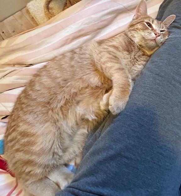 Enlarge Nacho, a ADOPTABLE Domestic Short Hair in Garrett Park, MD image 3/6