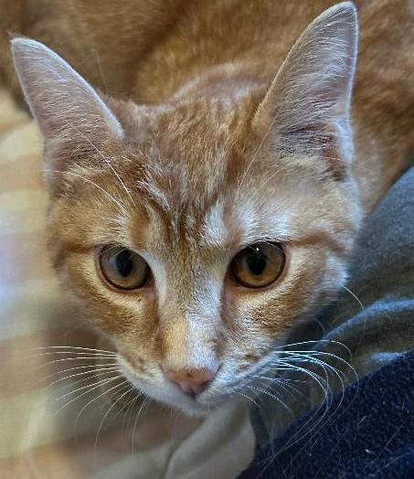 Nacho, ADOPTABLE, Kitten Male Domestic Short Hair.