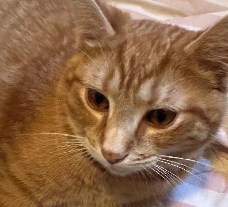 Nacho, ADOPTABLE, Kitten Male Domestic Short Hair.
