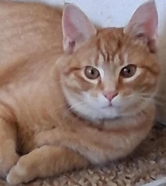 Enlarge Nacho, a ADOPTABLE Domestic Short Hair in Garrett Park, MD image 3/5