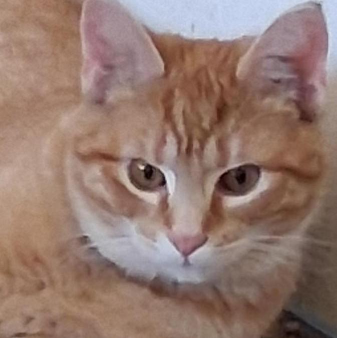 Enlarge Nacho, a ADOPTABLE Domestic Short Hair in Garrett Park, MD image 2/5