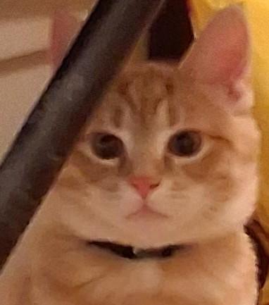 Enlarge Nacho, a ADOPTABLE Domestic Short Hair in Garrett Park, MD image 1/5