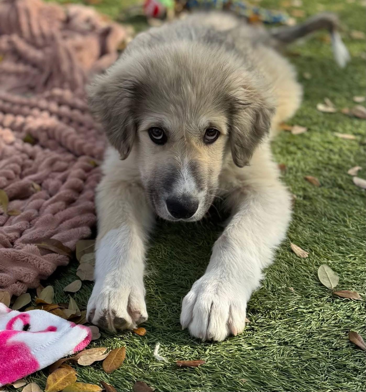 Enlarge George , a ADOPTABLE mixed breed in Southlake, TX image 4/4