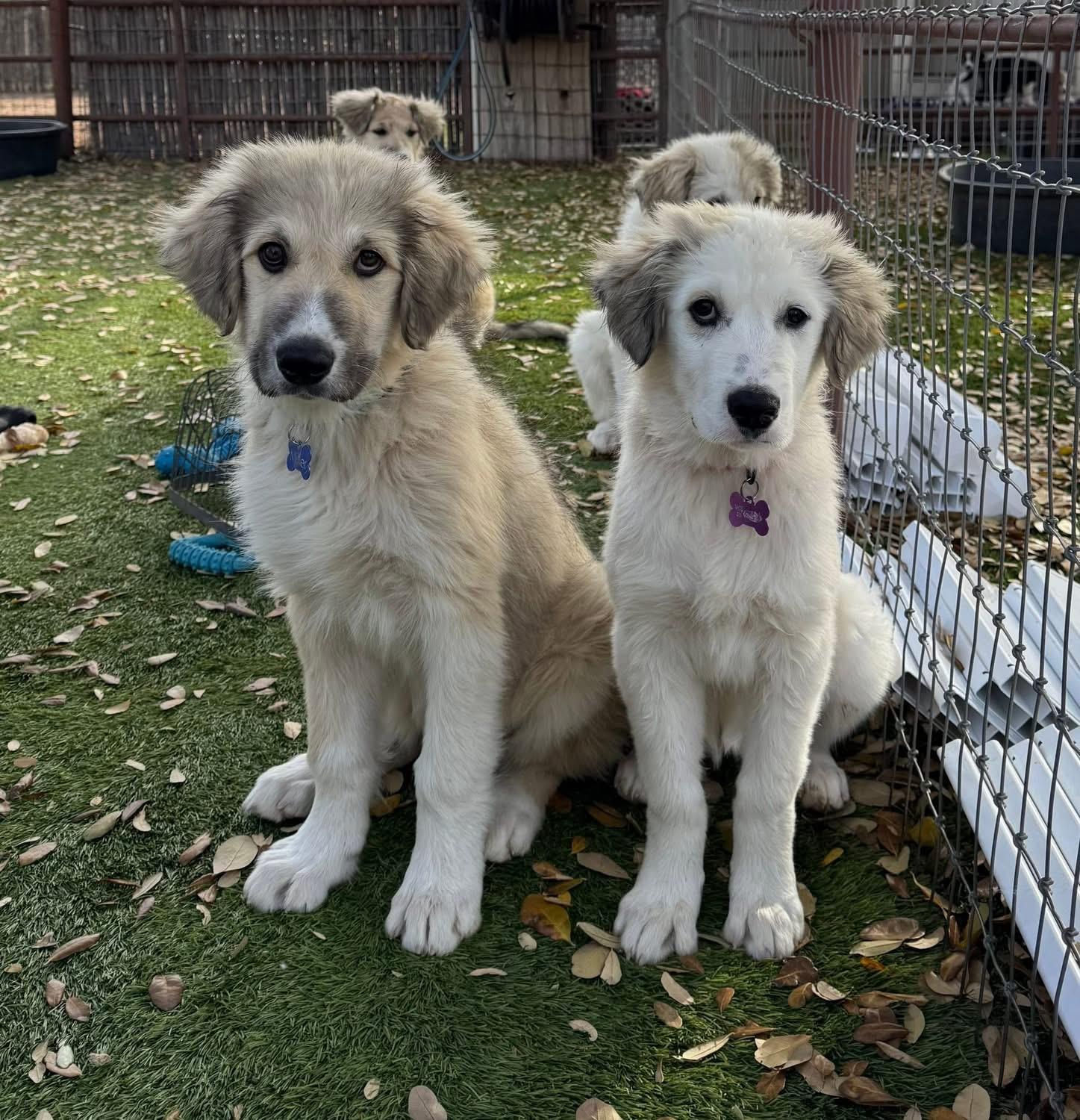 Enlarge George , a ADOPTABLE mixed breed in Southlake, TX image 3/4