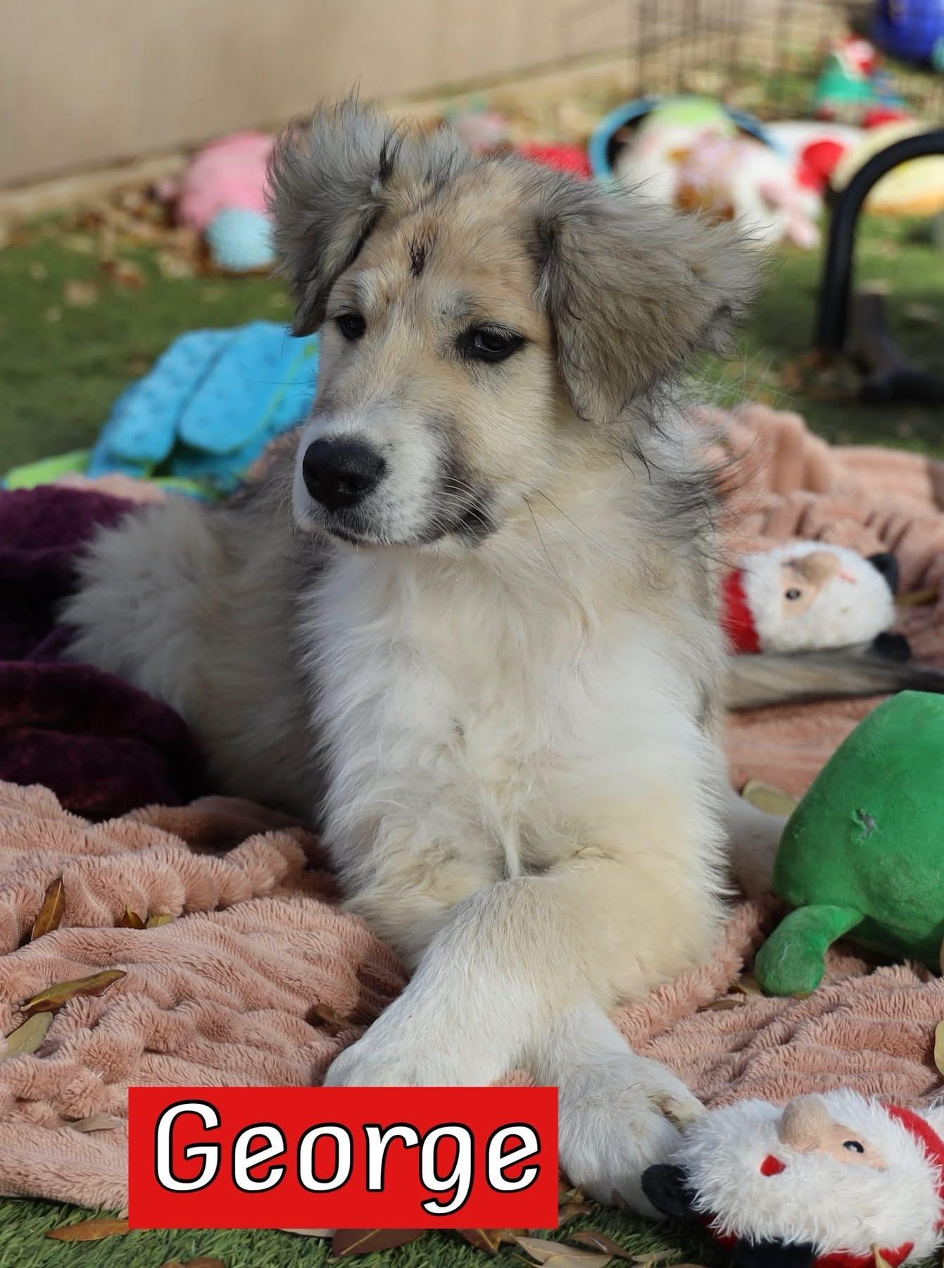 Enlarge George , a ADOPTABLE mixed breed in Southlake, TX image 1/4