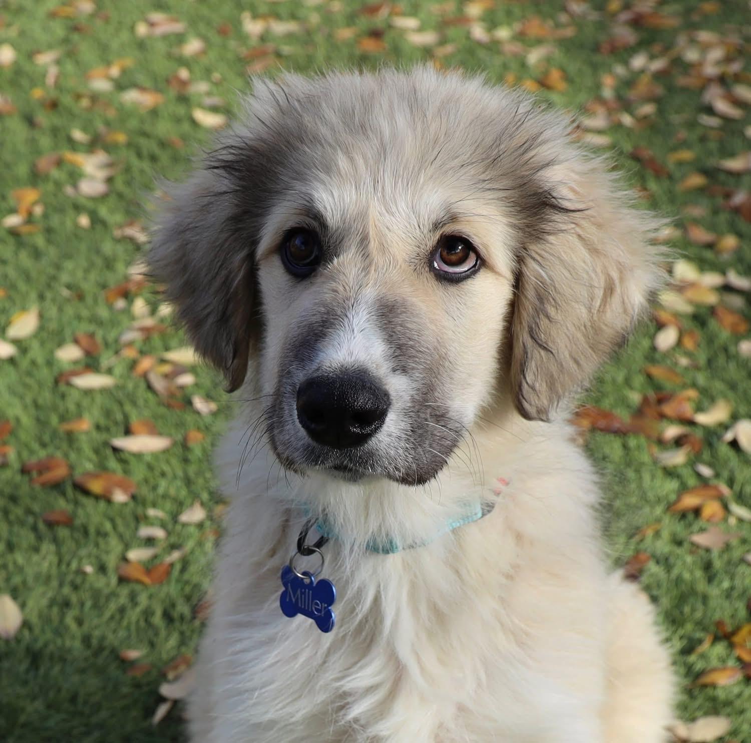 Enlarge George , a ADOPTABLE mixed breed in Southlake, TX image 2/4