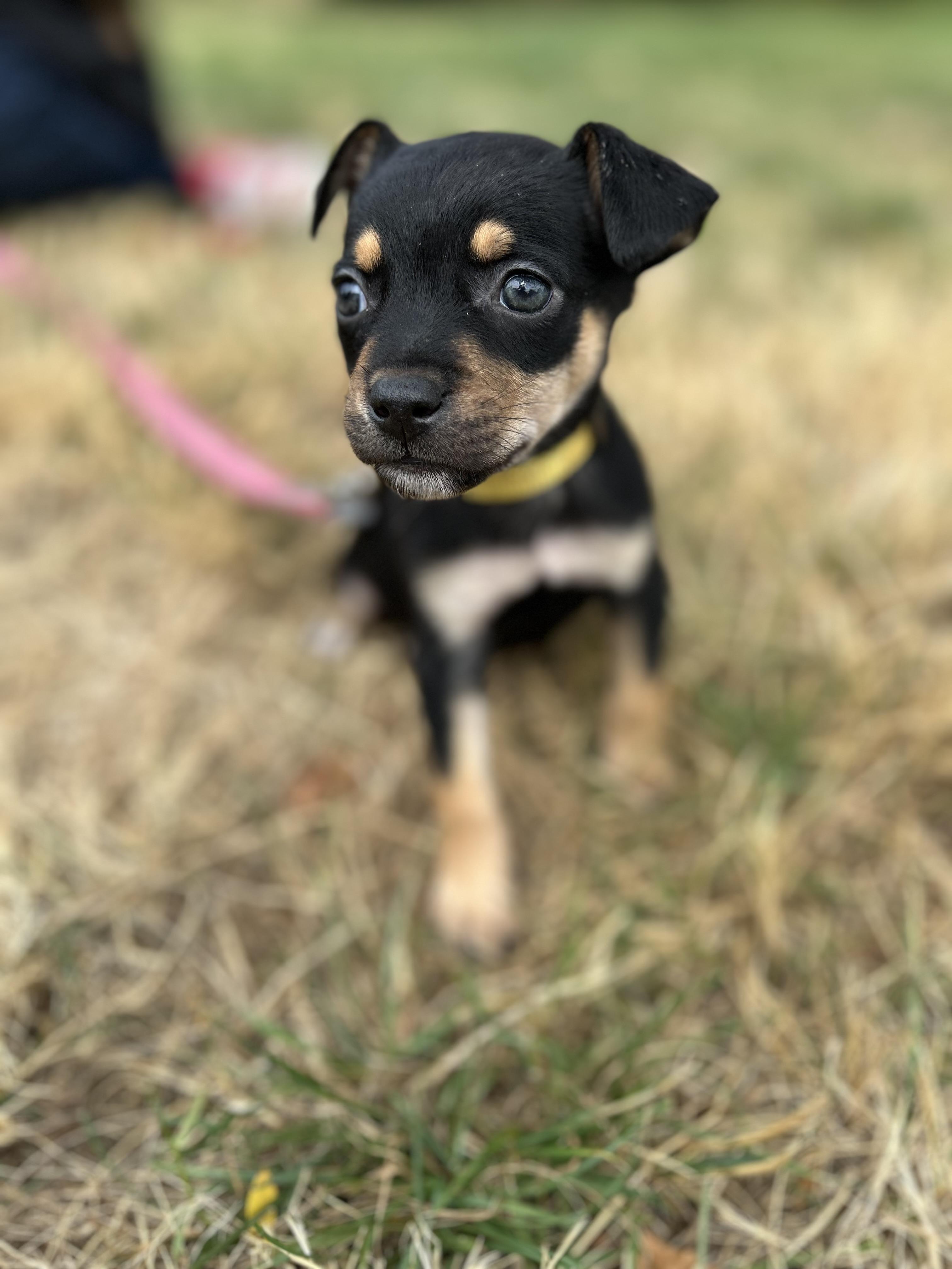 Wren, a ADOPTABLE mixed breed in Tigard, OR image 2/6