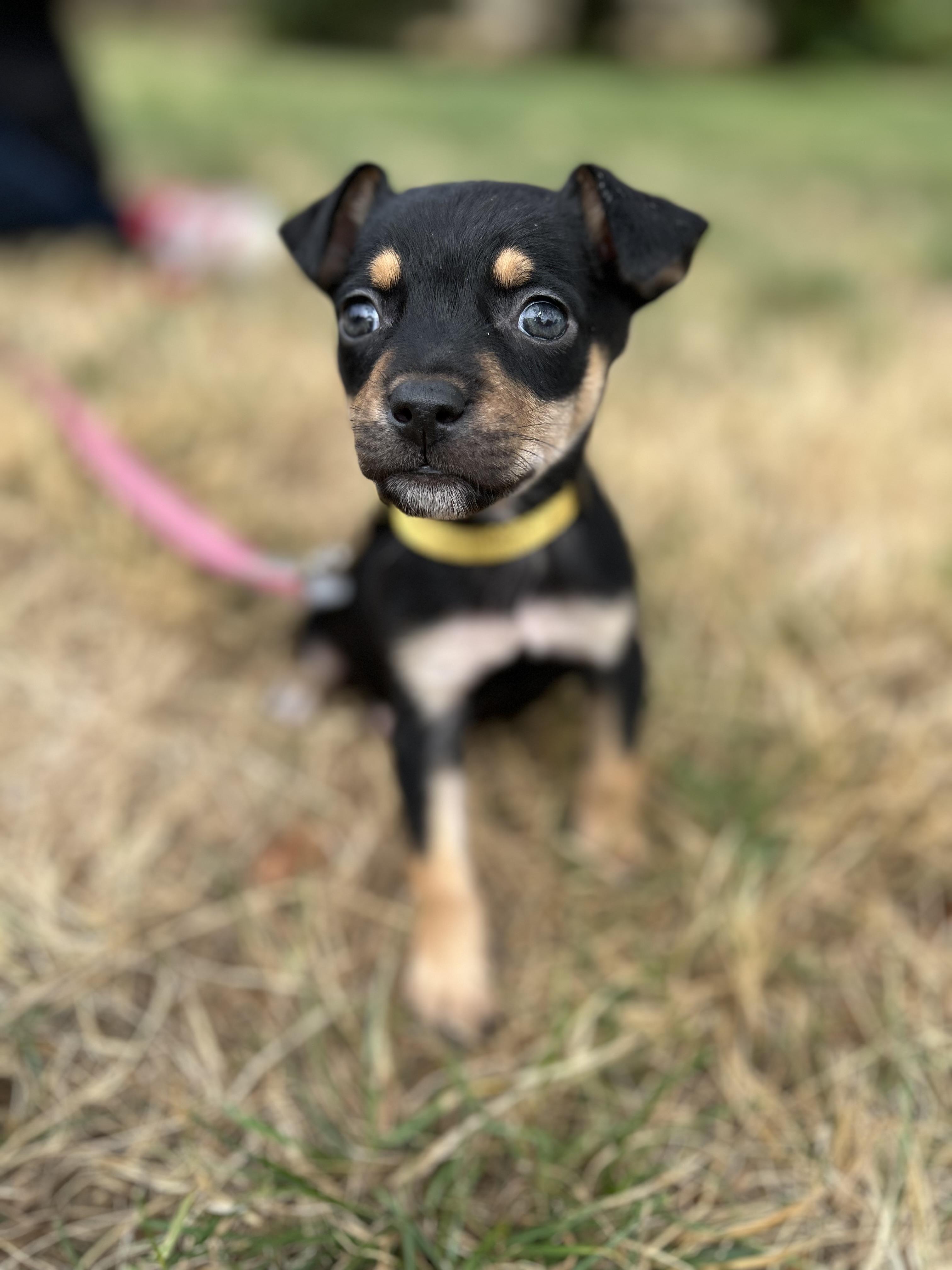 Wren, a ADOPTABLE mixed breed in Tigard, OR image 3/6