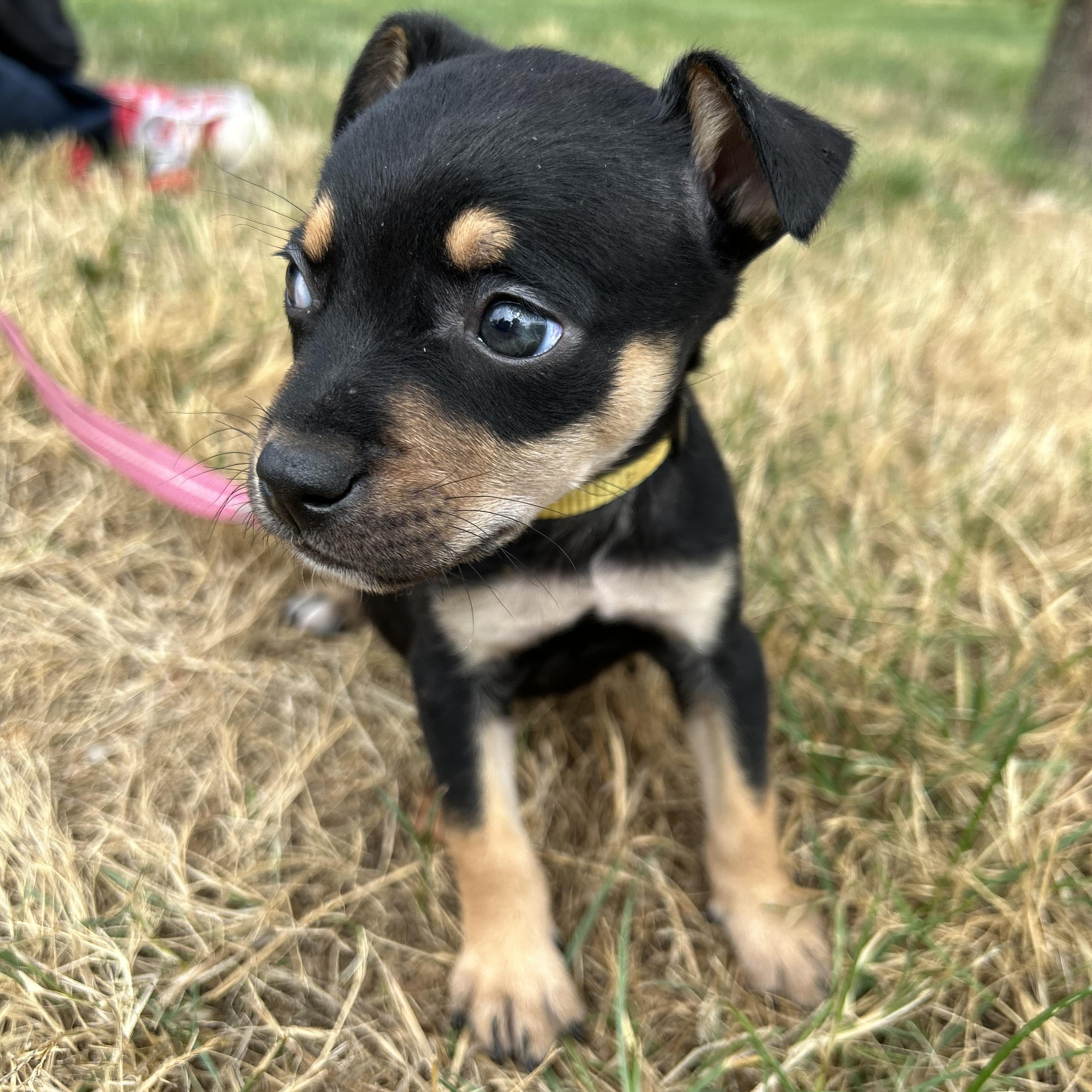 Wren, a ADOPTABLE mixed breed in Tigard, OR image 4/6