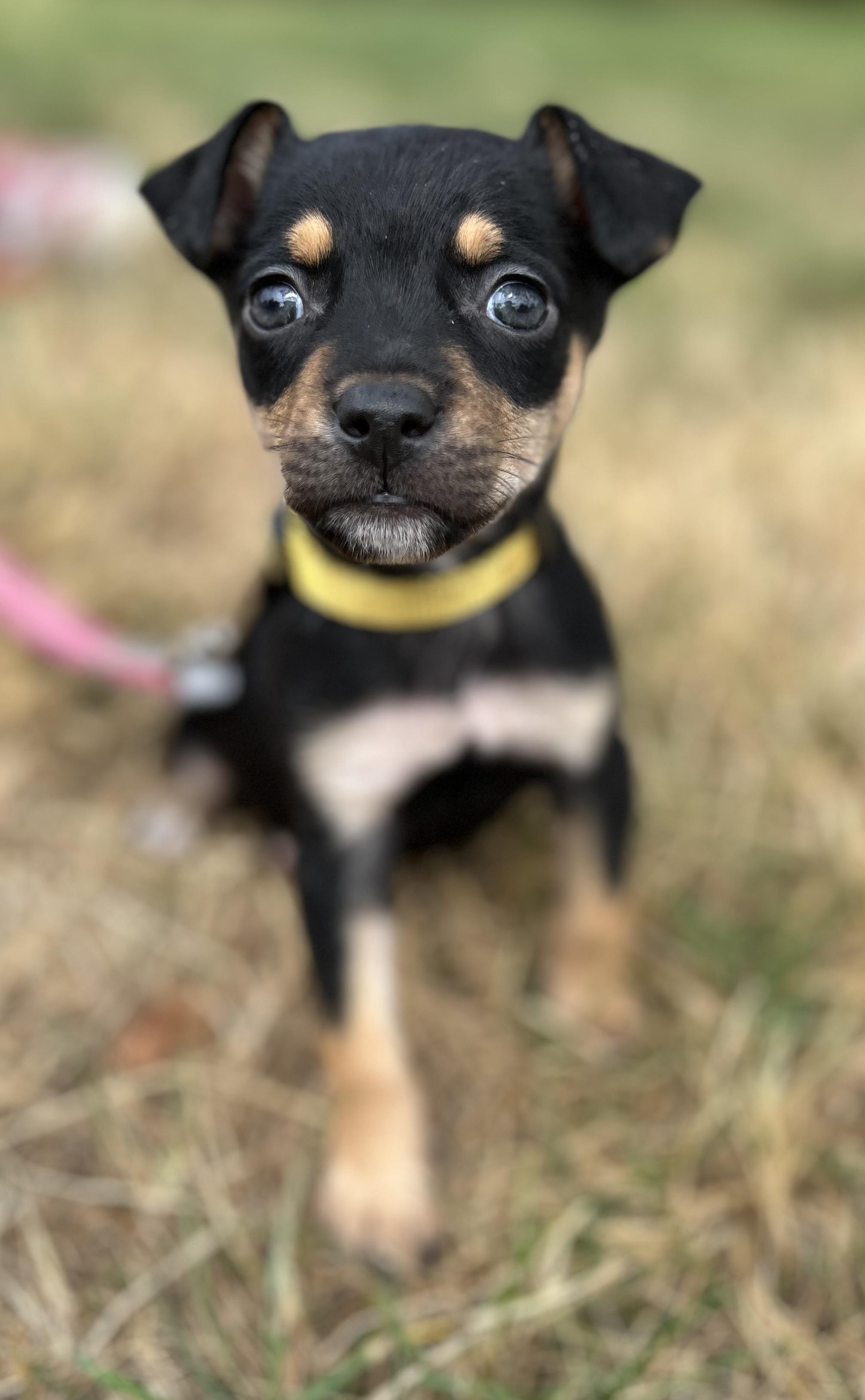 Wren, ADOPTABLE, Puppy Female Chihuahua & Cattle Dog.