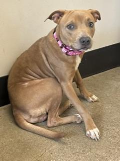 Enlarge Velma, a Adopted mixed breed in Cleveland, OH image 2/2
