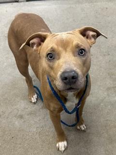 Velma, Adopted, Young Female Pit Bull Terrier.