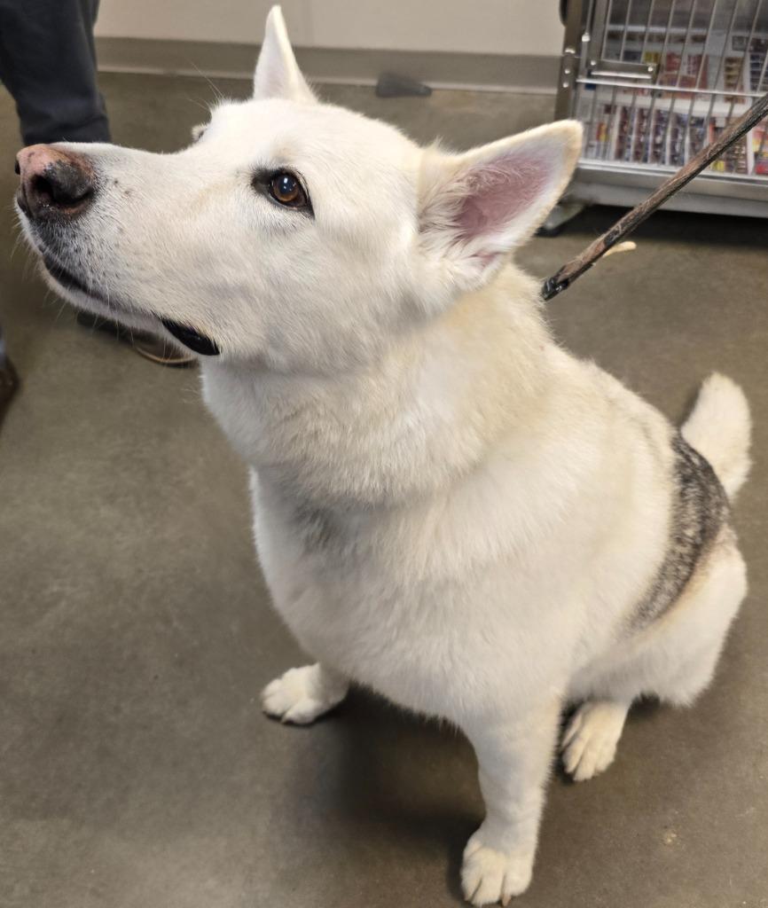 Enlarge Hero, a Adoptable mixed breed in Murphysboro, IL image 1/4