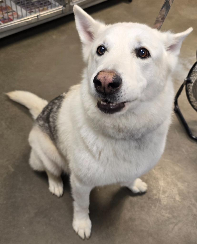 Enlarge Hero, a Adoptable mixed breed in Murphysboro, IL image 2/4