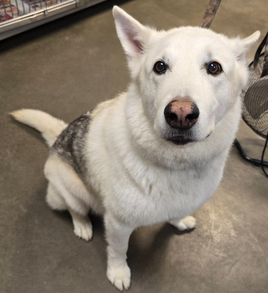 Enlarge Hero, a Adoptable mixed breed in Murphysboro, IL image 4/4