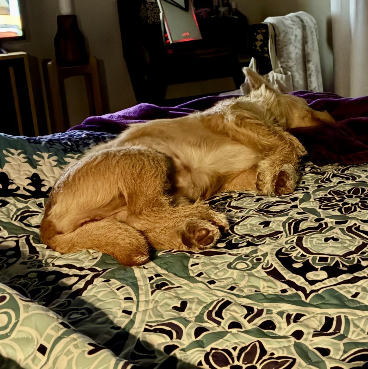 Enlarge Jazzi, a Adoptable mixed breed in Sealy, TX image 5/6