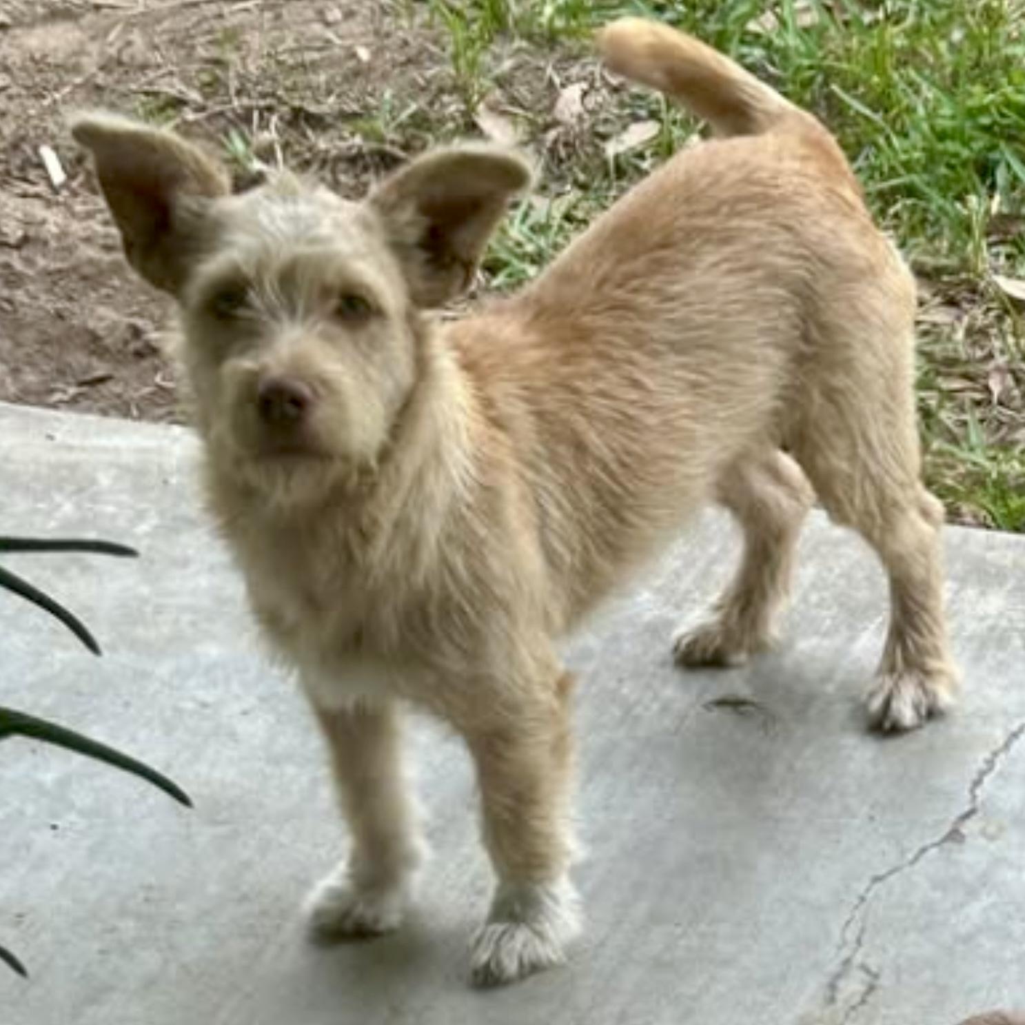 Enlarge Jazzi, a Adoptable mixed breed in Sealy, TX image 6/6