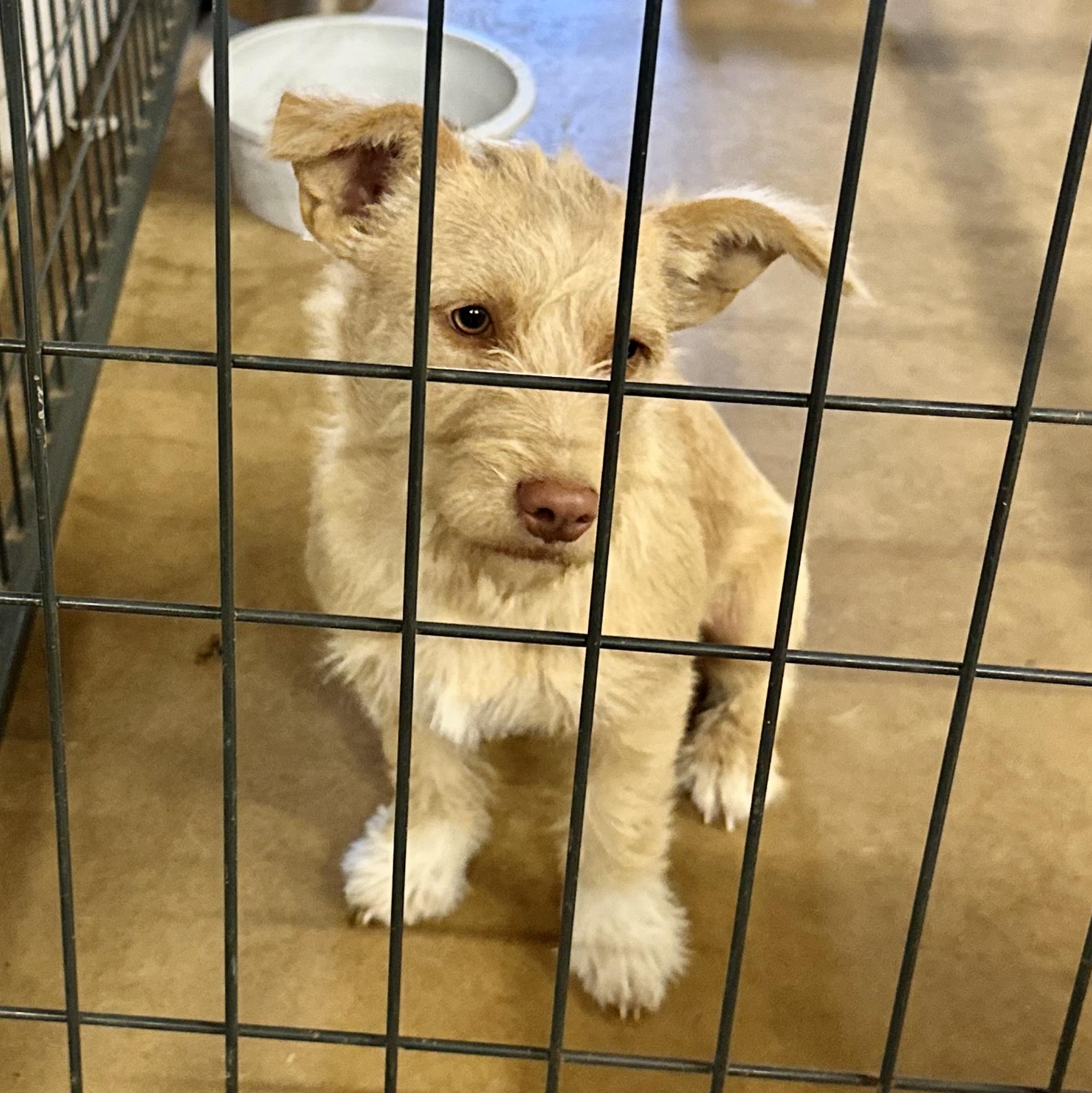 Enlarge Jazzi, a Adoptable mixed breed in Sealy, TX image 1/6