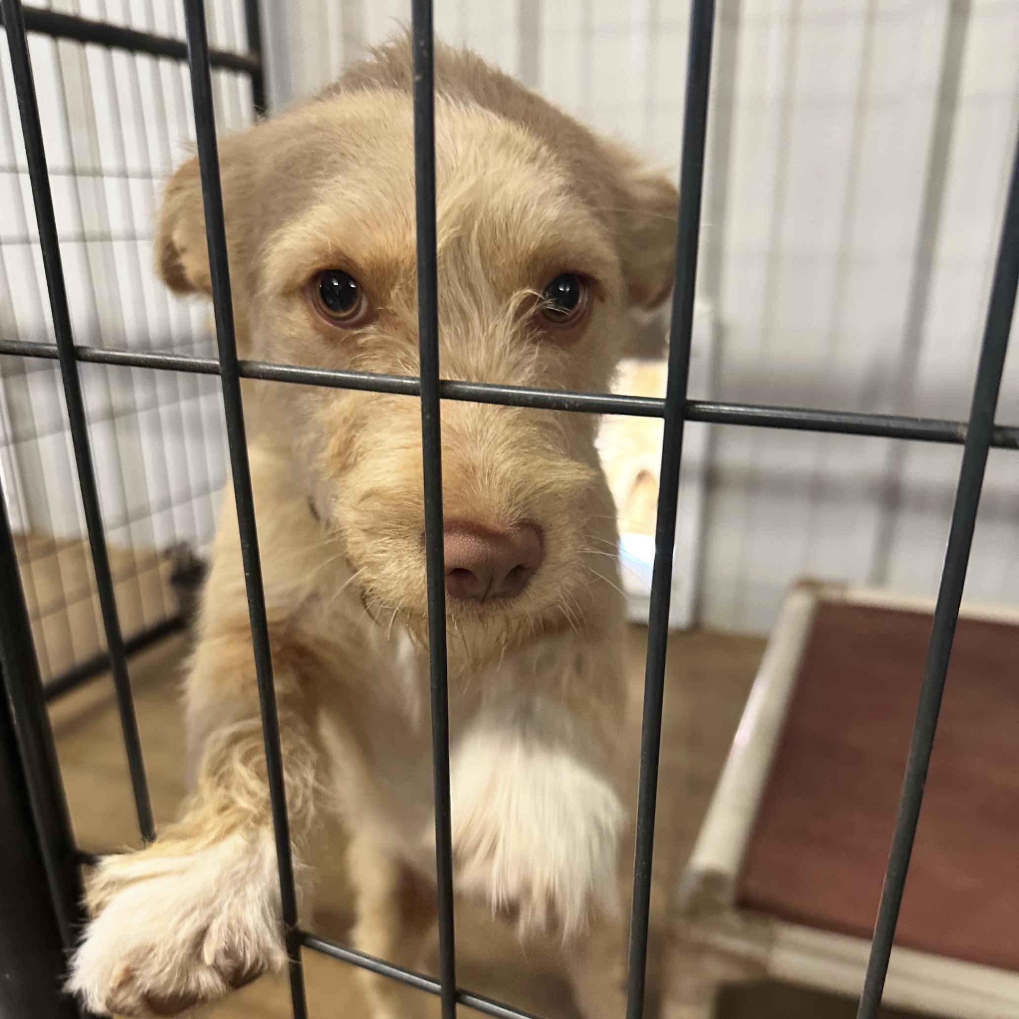 Enlarge Jazzi, a Adoptable mixed breed in Sealy, TX image 3/6