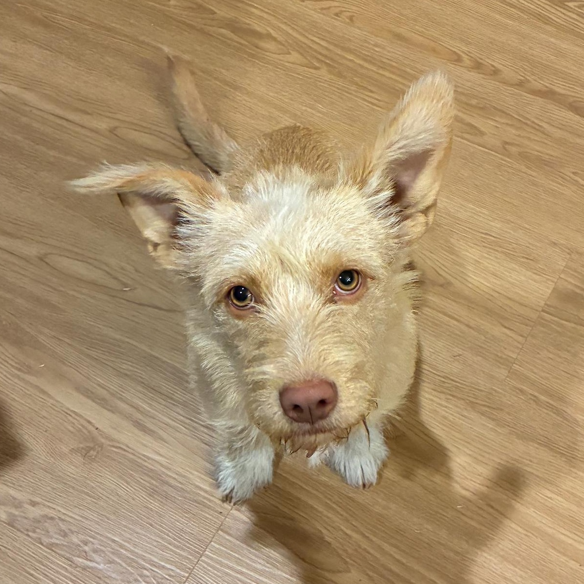 Enlarge Jazzi, a Adoptable mixed breed in Sealy, TX image 2/6