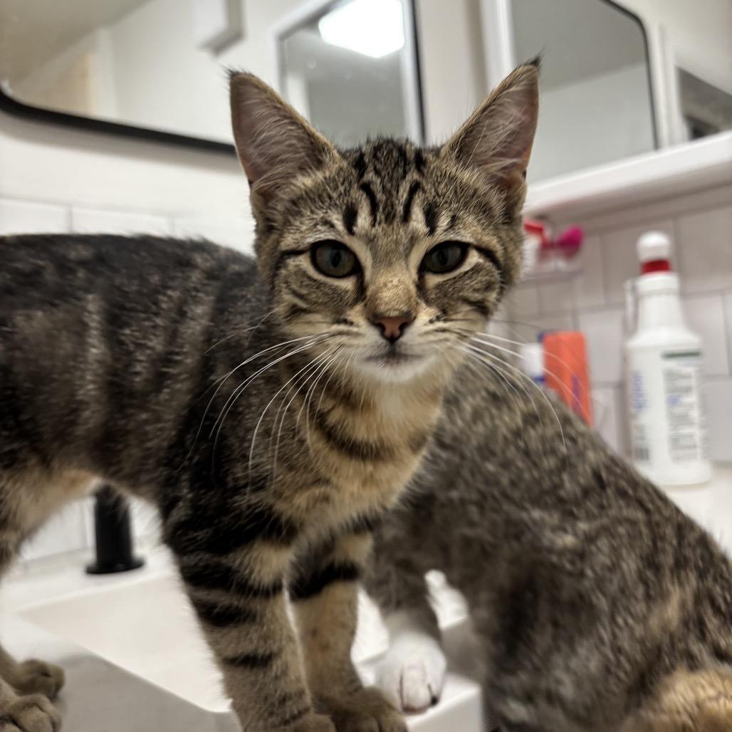 Shrimp, Adoptable, Kitten Female Domestic Short Hair.