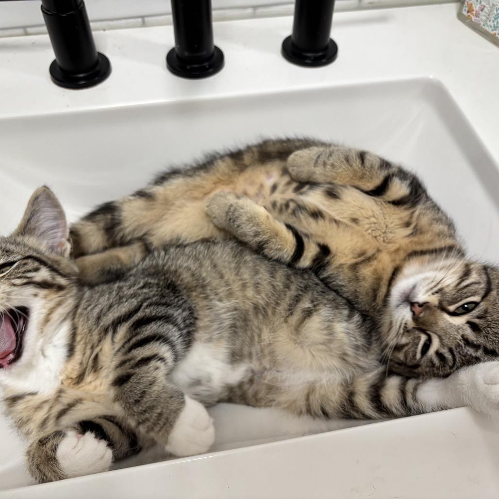 Enlarge Shrimp, a Adoptable Domestic Short Hair in Ferndale, WA image 2/5