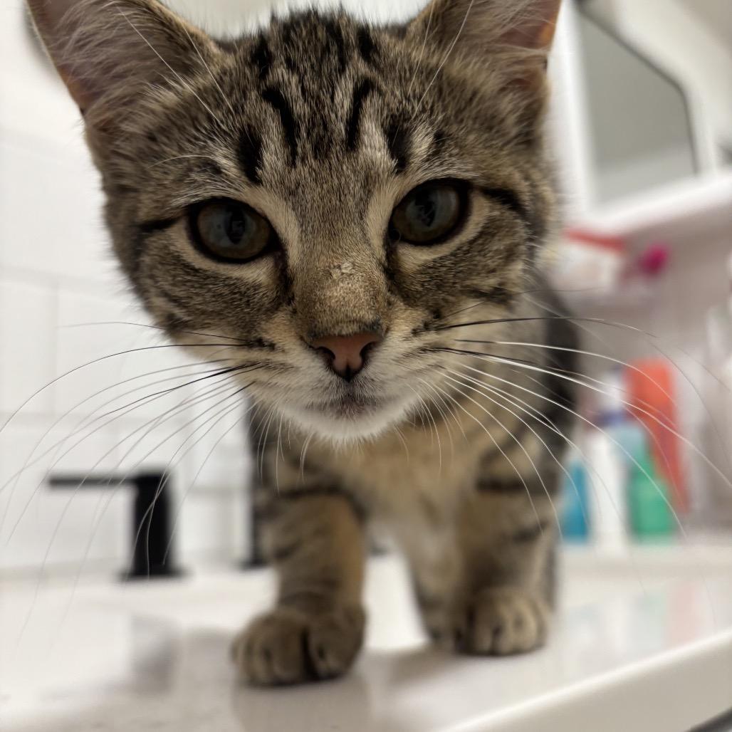 Enlarge Shrimp, a Adoptable Domestic Short Hair in Ferndale, WA image 3/5
