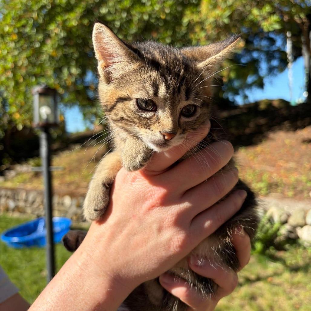 Enlarge Shrimp, a Adoptable Domestic Short Hair in Ferndale, WA image 4/5